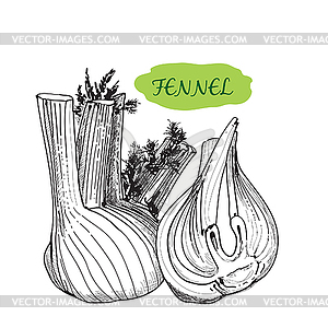 Fennel - vector clipart / vector image