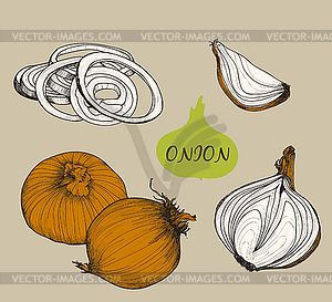 Onion. Set f s - vector clipart