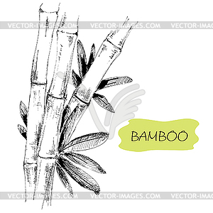 Bamboo - vector image