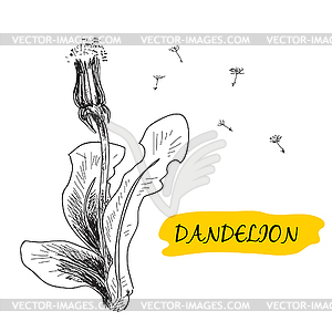 Dandelion - vector image