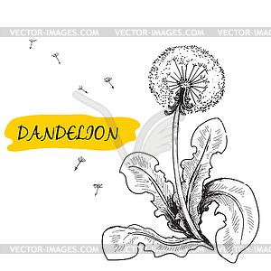 Dandelion - vector clipart