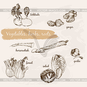 Овощи, травы и корни - стоковое векторное изображение