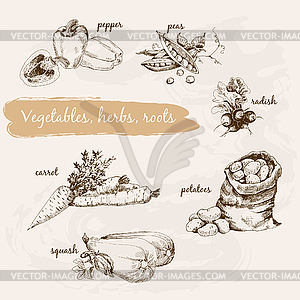 Vegetables, herb and roots - vector clipart