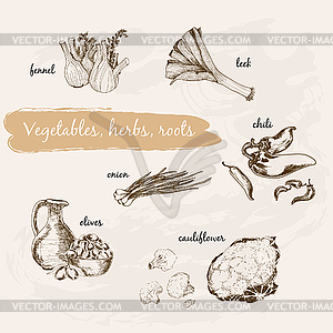 Vegetables, herb and roots - vector image