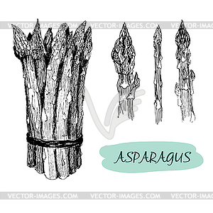 Asparagus - vector clipart