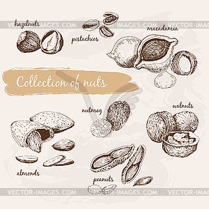 Collection of nuts - vector clipart