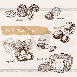 Collection of nuts - vector image