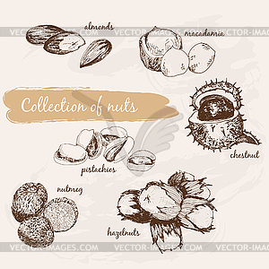 Collection of nuts - vector clipart