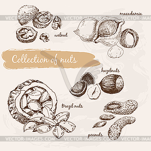 Collection of nuts - vector image