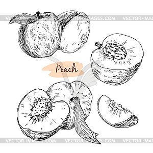 Set of peach - vector image