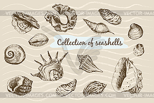 Seashells - vector clip art