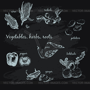 Овощи, травы и корни - клипарт в векторе / векторное изображение