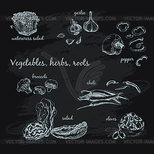 Vegetables, herb and roots - vector image