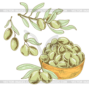 Collection of olives - vector clipart