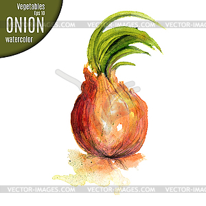 Onion. Watercolor - vector clipart