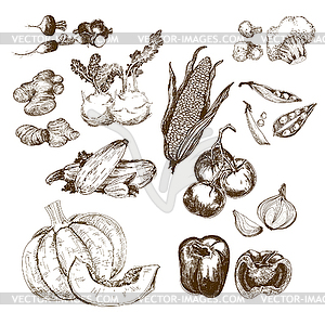 Vegetables collection - vector clipart