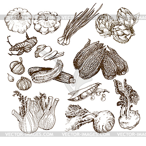 Vegetables collection - vector clipart