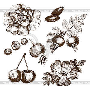 Berries collection - vector clipart
