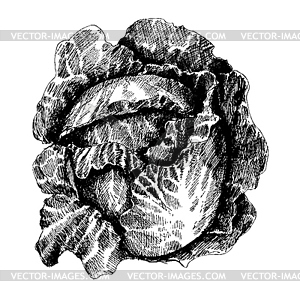 Cabbage with leaves, cabbage head, half of cabbage - vector image