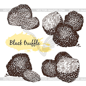 Black truffles group - vector image