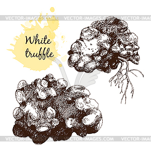 White truffles group - vector clipart