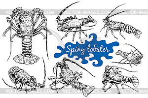 Spiny lobster in sketch style - vector clipart