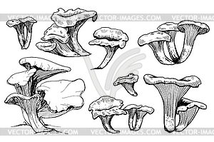 Mushroom  - vector clipart