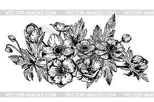 Anemone floral botanical flowers - vector image