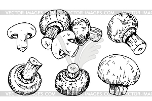 Mushroom collection with champignons in engraving - royalty-free vector image