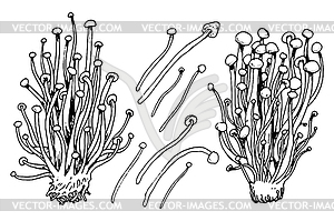 Эноки грибы  - иллюстрация в векторном формате