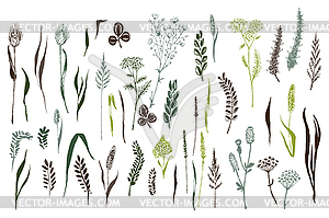 Wild herbs and flowers painted are in engraving - vector clipart