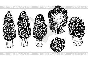 Mushroom collection with morels in engraving style - white & black vector clipart