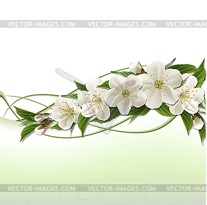 Spring background with white cherry flowers - vector clip art