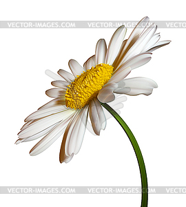 Цветок ромашки - изображение в векторном формате