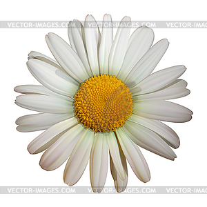 Camomile flower - vector clipart