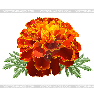 Red Marigold (Tagetes) - vector image