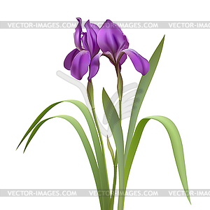 Purple Iris Flowers - color vector clipart