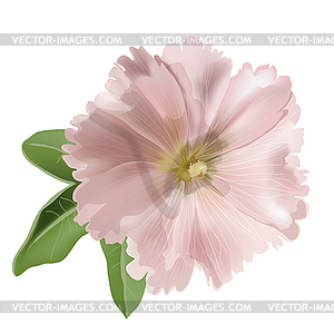 Pink mallow - vector clipart