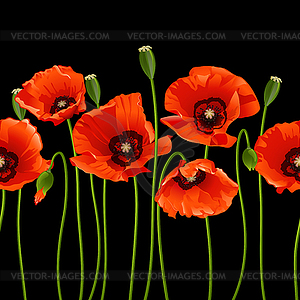 Red poppies in row - vector image