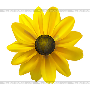 Black Eyed Susan (Rudbeckia Hirta) flower - vector clip art