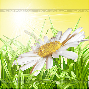 Green grass with daisy - summer background - vector clip art