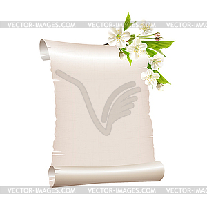 Scroll blank paper with blossoming cherry branch - vector clip art