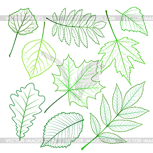 Collection of green leaves - vector clipart