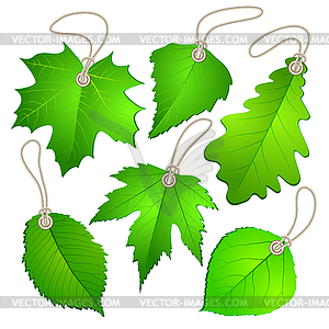 Hanging tags with green leaves - vector image