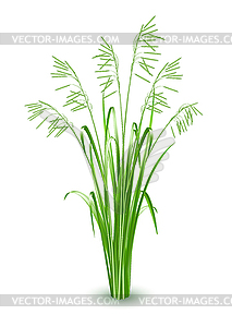 Green grass - vector image