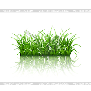 Green grass - vector EPS clipart