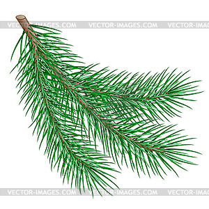 Fir branch - vector clip art