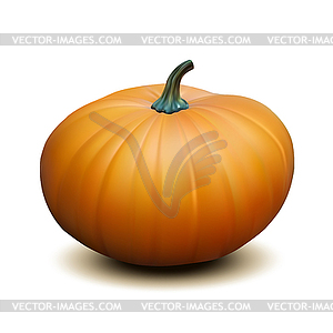 Orange realistic pumpkin - vector image