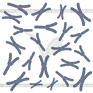 Chromosomes - royalty-free vector image