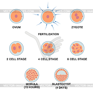 Development of human embryo - vector clipart